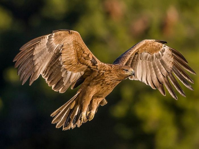 Águila imperial ibérica sobre encinares de Villafranca de Córdoba